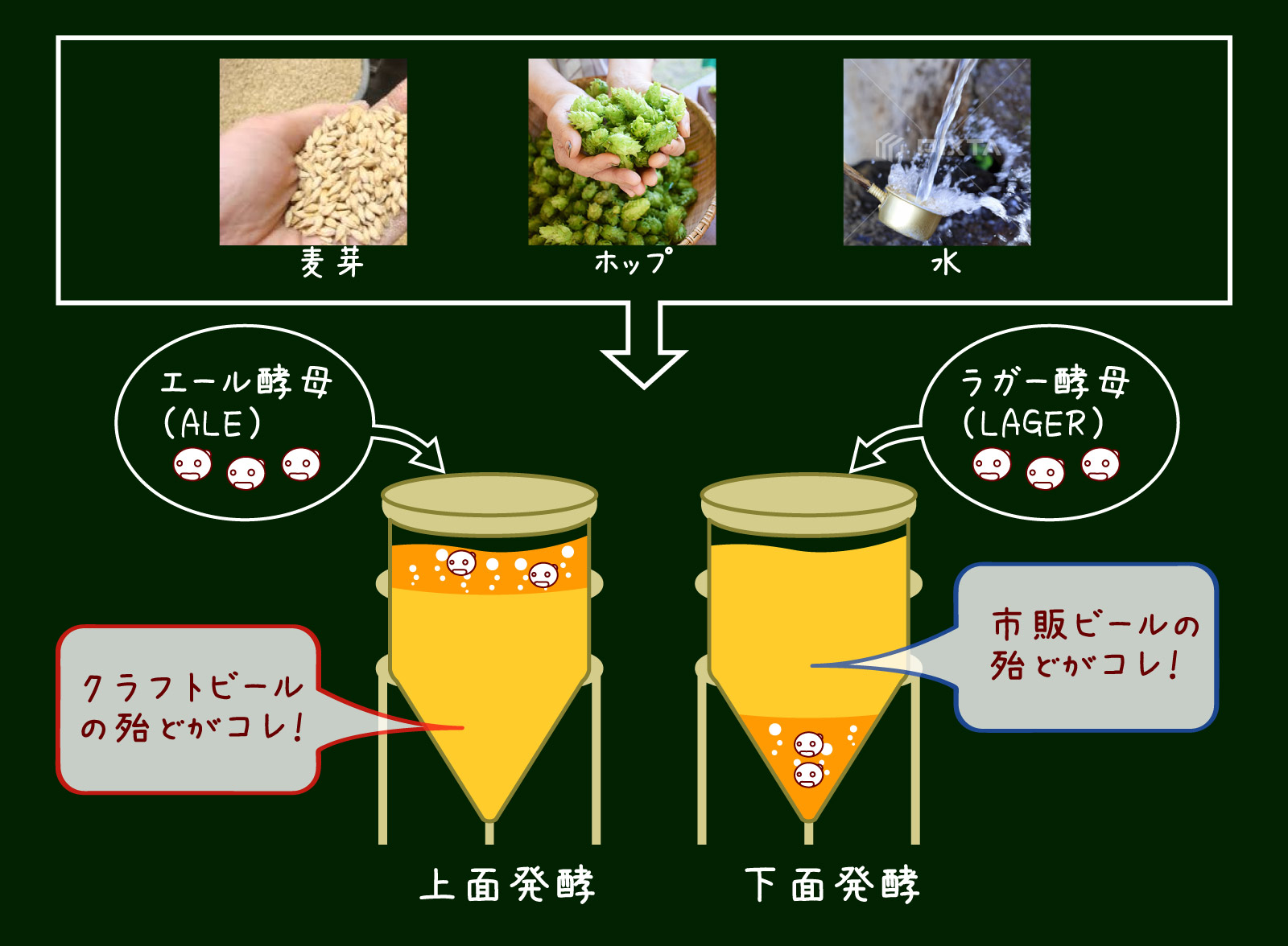 発酵のイメージ画像